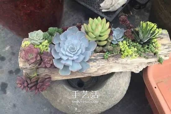 DIY枯木多肉植物盆栽 用枯木做多肉花盆方法 -  rpnrmr.com