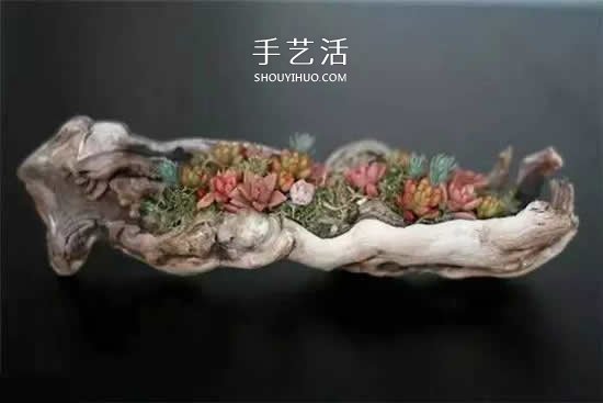 DIY枯木多肉植物盆栽 用枯木做多肉花盆方法 -  rpnrmr.com
