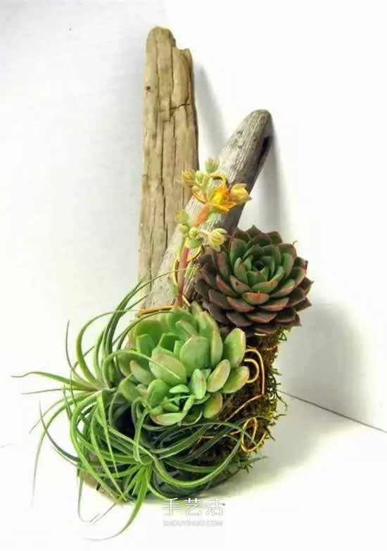 DIY枯木多肉植物盆栽 用枯木做多肉花盆方法 -  rpnrmr.com