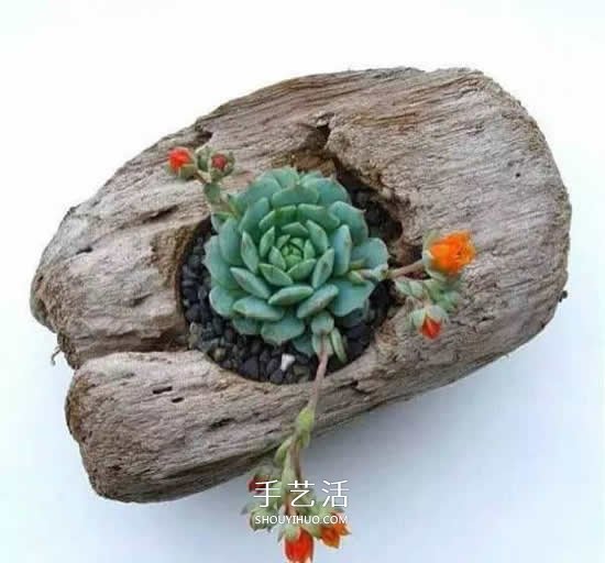 DIY枯木多肉植物盆栽 用枯木做多肉花盆方法 -  rpnrmr.com