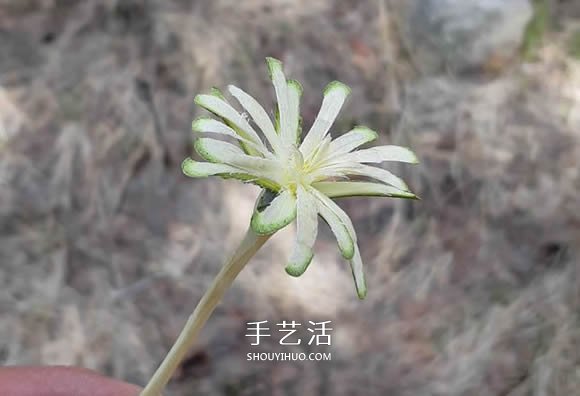 簡單手工樹枝雕刻做花的方法圖解教程 -  rpnrmr.com