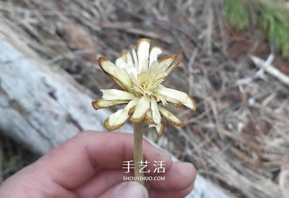 簡單手工樹枝雕刻做花的方法圖解教程 -  rpnrmr.com