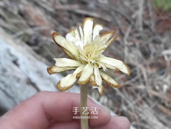 簡單手工樹枝雕刻做花的方法圖解教程 -  rpnrmr.com