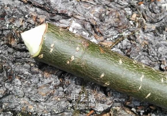 自制陀螺的方法 用樹(shù)枝雕刻制作而成！ -  rpnrmr.com