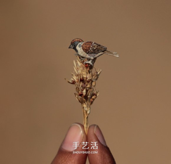 365天的堅(jiān)持！剪紙出微型相思鳥(niǎo)、黃鸝…… -  rpnrmr.com