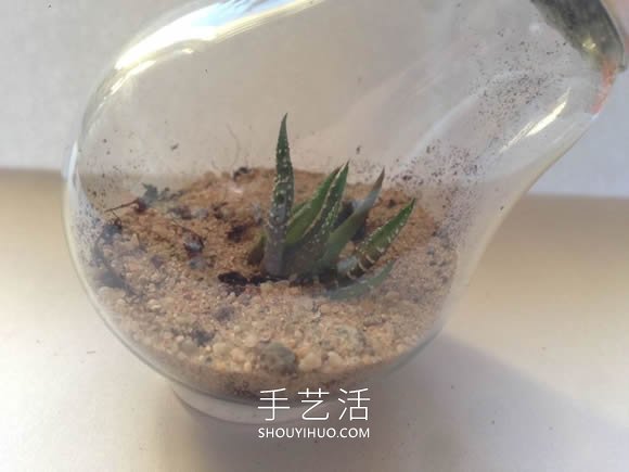 超詳細燈泡改造教程 自制一個漂亮微景觀！ -  rpnrmr.com