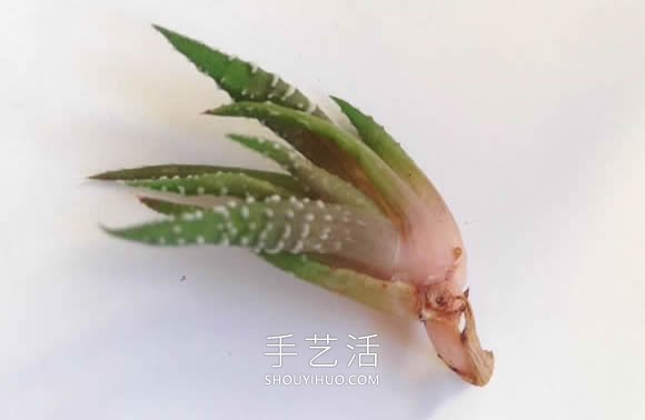 超詳細燈泡改造教程 自制一個漂亮微景觀！ -  rpnrmr.com