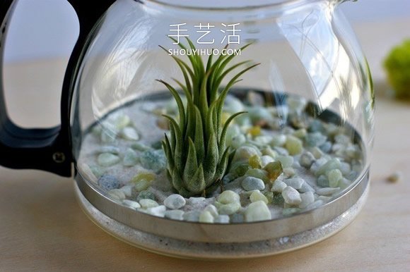 舊咖啡壺改造 DIY制作空氣植物盆景的方法 -  rpnrmr.com