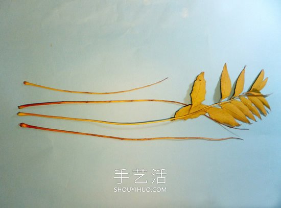 巧用樹葉、桂圓核做創(chuàng)意蜻蜓 -  rpnrmr.com