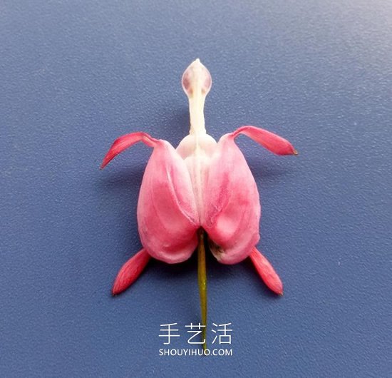 花兒還可以這樣玩！創(chuàng)意讓花兒變得這么有趣 -  rpnrmr.com