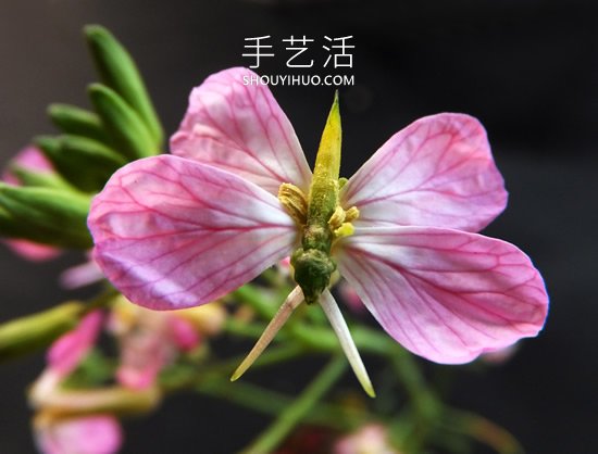 花兒還可以這樣玩！創(chuàng)意讓花兒變得這么有趣 -  rpnrmr.com