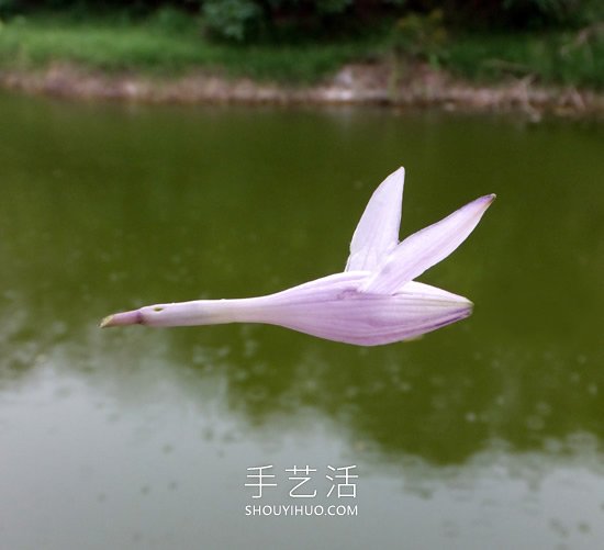 花兒還可以這樣玩！創(chuàng)意讓花兒變得這么有趣 -  rpnrmr.com