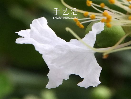 花兒還可以這樣玩！創(chuàng)意讓花兒變得這么有趣 -  rpnrmr.com