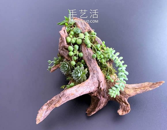 撿回雪松樹(shù)干當(dāng)花盆 DIY制作多肉盆景的方法 -  rpnrmr.com
