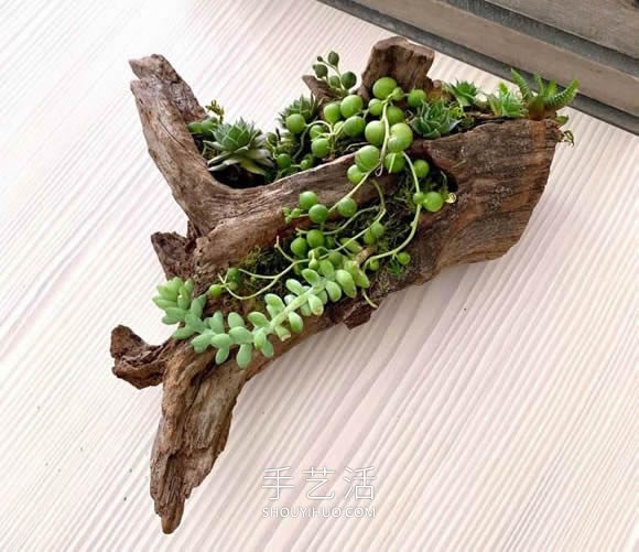 撿回雪松樹(shù)干當(dāng)花盆 DIY制作多肉盆景的方法 -  rpnrmr.com