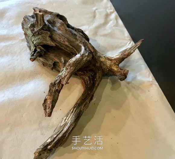 撿回雪松樹(shù)干當(dāng)花盆 DIY制作多肉盆景的方法 -  rpnrmr.com