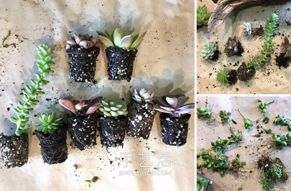 撿回雪松樹(shù)干當(dāng)花盆 DIY制作多肉盆景的方法 -  rpnrmr.com
