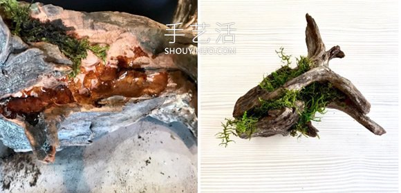 撿回雪松樹(shù)干當(dāng)花盆 DIY制作多肉盆景的方法 -  rpnrmr.com