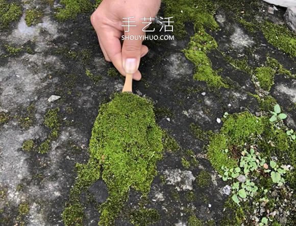 枯木做盆景的造型制作方法 -  rpnrmr.com