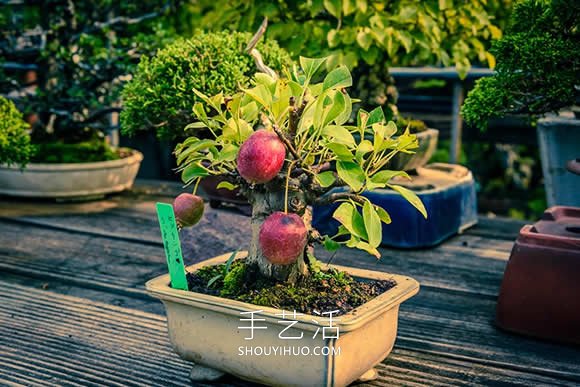 迷你盆景樹DIY！可以種植全尺寸的蘋果等水果 -  rpnrmr.com