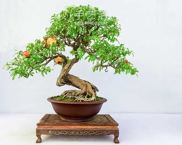 迷你盆景樹DIY！可以種植全尺寸的蘋果等水果 -  rpnrmr.com