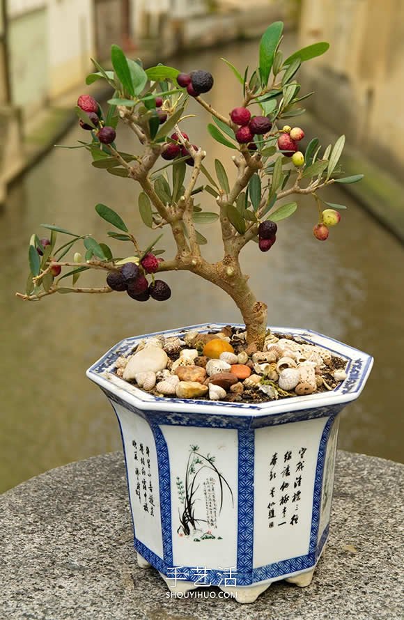 迷你盆景樹DIY！可以種植全尺寸的蘋果等水果 -  rpnrmr.com