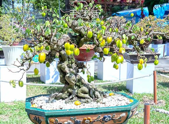 迷你盆景樹DIY！可以種植全尺寸的蘋果等水果 -  rpnrmr.com