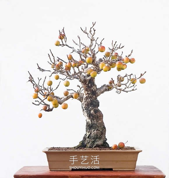 迷你盆景樹DIY！可以種植全尺寸的蘋果等水果 -  rpnrmr.com